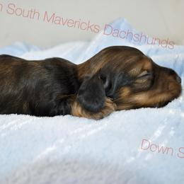 Black and cream sable - Sable male Dachshund puppy in Seminary, Mississippi from Down South Mavericks Dachshunds