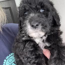 Boudreaux - Black and white male Aussiedoodle puppy in Bridge City, Texas from My Amis AussieDoodles