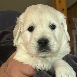 Maverick - Light golden male Golden Retriever puppy in Hastings, Michigan from Teresa Stevens