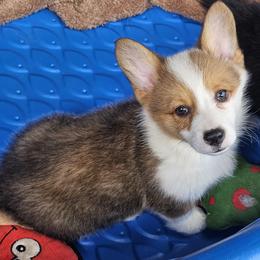 Mikey - Red male Pembroke Welsh Corgi puppy in Castle Rock, Washington from Heckman Corgis