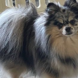 Phoebe - Pomeranian