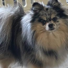 Phoebe - Pomeranian