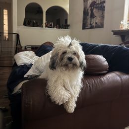 Alpha Romeo - Lhasa Apso