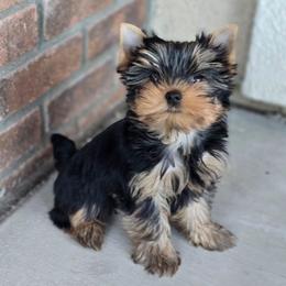 Toast - Black and tan male Yorkshire Terrier puppy in Grand Terrace, California from CLC SOUTHERN YORKIES