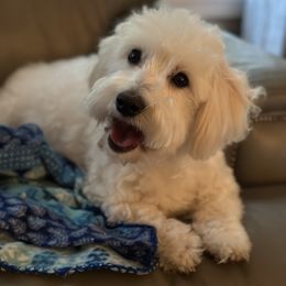 Boo - Coton de Tulear