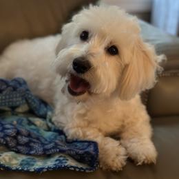 Boo - Coton de Tulear