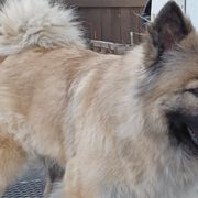 Phoebi Bee - Eurasier