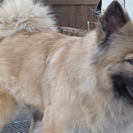 Phoebi Bee - Eurasier