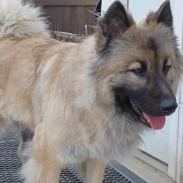 Phoebi Bee - Eurasier