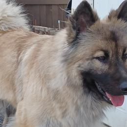 Phoebi Bee - Eurasier
