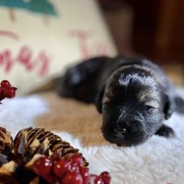 Aussiedoodles, Australian Shepherds, Miniature Australian Shepherds, and Toy Australian Shepherds from Laggin Wagon Ranch