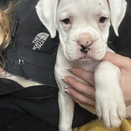 Loren - White female Boxer puppy in Kennewick, Washington from East River Boxers