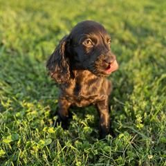 Boykin Spaniels from Weavers Kennels