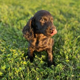 Boykin Spaniels from Weavers Kennels