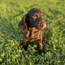 Boykin Spaniels from Weavers Kennels