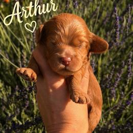 Arthur - Red male Cockapoo puppy in Millville, California from Hope Lane Kennels