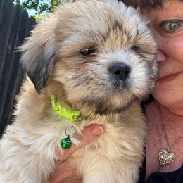 Charlie Bear AKC boy 3  hot green collar - Cream male Lhasa Apso puppy in Chico, California from Lhasa Apsos of northern Ca . Biewer terriers of northern California