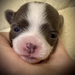 Kali - Blue and white female Chihuahua puppy in Brooklyn, Connecticut from Ladybug Chihuahuas