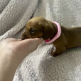 Sunny - Red female Dachshund puppy in Senoia, Georgia from Honey Creek Doxies
