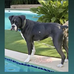 Shiloh - Boxer