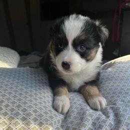 Flo - Black tri-color female Australian Shepherd puppy in Grants Pass, Oregon from Carmel Mountain Aussies