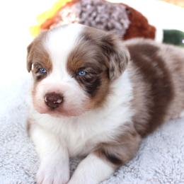 Avery - Red merle male Australian Shepherd puppy in Falcon, Missouri from www.maubachranch.com