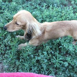 Dachshund Puppies from Leroux Creek Cream Dachshunds