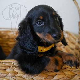 Robin - Black and tan male Dachshund puppy in Temecula, California from Naomi Magee's Dachshund Kennel