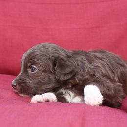 Aussiedoodle Puppies from DuWoof