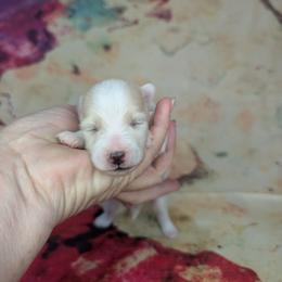 Boy 2 - White male Pomsky puppy in Spring Hill, Florida from www.PuppyTimeEmporium.com