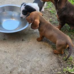 Callie - Chocolate female Dachshund puppy in San Antonio, Texas from Little Paws Doxies