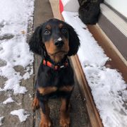 Gordon Setter puppies from Sunshine Gordons