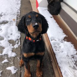 Gordon Setter puppies from Sunshine Gordons