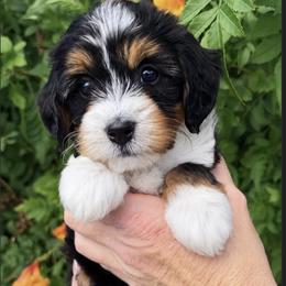 Yellow girl - Tri-color female Bernedoodle puppy in Gilbert, Arizona from Azteddybeardoodles