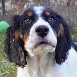 Boy 2 - Black white and tan male English Springer Spaniel puppy in Great Falls, Montana from Big Sky Springers
