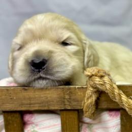 Girl 5 - Golden female Golden Retriever puppy in Tonasket, Washington from Denzil’s Goldens