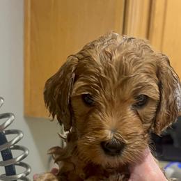 Goldendoodle puppies from Goldendoodles of Utah County