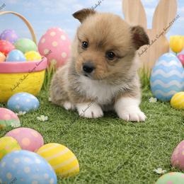 Felix - Sable male Pembroke Welsh Corgi puppy in Charleroi, Pennsylvania from Twilight Hollow Corgis