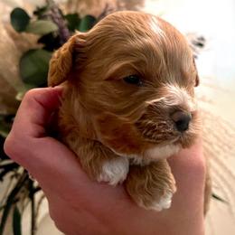 Orange boy - Apricot male Goldendoodle puppy in Covington, Louisiana from MyKy Puppies
