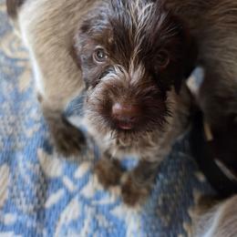 Steve - Liver and white male German Wirehaired Pointer puppy in Rockingham, North Carolina from Fleetwood German Wirehaired Pointers