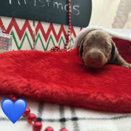 Blue - Dapple female Dachshund puppy in Lamar, Colorado from Charlie’s Mini Dachshunds