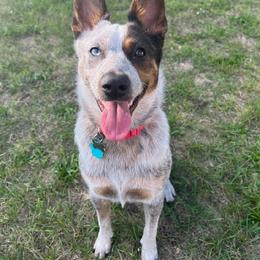 Australian Cattle Dog All Grown Up from Hope Heelers (Australian Cattle Dogs)