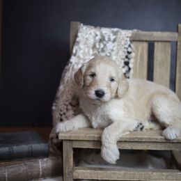 Bernedoodle and Goldendoodle Puppies from Gold Diamond Pup