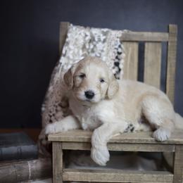 Bernedoodle and Goldendoodle Puppies from Gold Diamond Pup