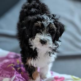Aussiedoodle Puppies from Ridgeview Aussiedoodles
