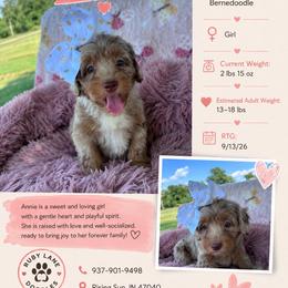 Annie (light green) - Chocolate merle female Bernedoodle puppy in Rising Sun, Indiana from Ruby Lane Doodles
