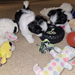 Shih Tzu Puppies from My Precious Paws - Shih Tzu
