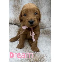 Dream - Red female Australian Labradoodle puppy in Upland, California from Kings Labradoodles