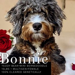 Bonnie - Bernedoodle