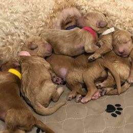 Goldendoodle and Poodle Puppies from Dazzling & Dapper Doodles of MS